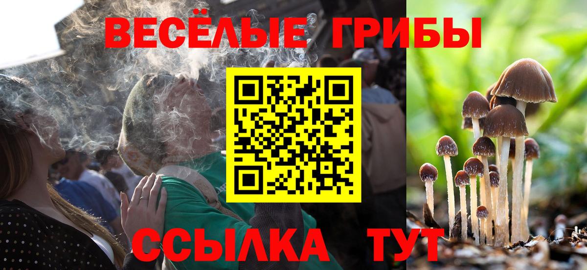 Галлюциногенные грибы Psilocybe  Вход с VPN  Ставрополь  цены наркотик  Галлюциногенные грибы Psilocybe 